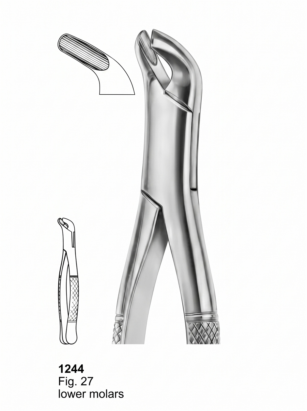 1244 Extracting forceps American Pattern